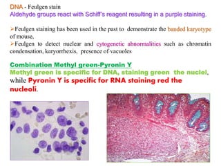 DNA - Feulgen stain
Aldehyde groups react with Schiff’s reagent resulting in a purple staining.
Feulgen staining has been used in the past to demonstrate the banded karyotype
of mouse,
Feulgen to detect nuclear and cytogenetic abnormalities such as chromatin
condensation, karyorrhexis, presence of vacuoles
Combination Methyl green-Pyronin Y
Methyl green is specific for DNA, staining green the nuclei,
while Pyronin Y is specific for RNA staining red the
nucleoli.
 