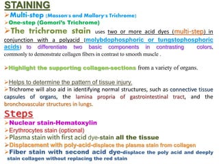 STAINING
Multi-step (Masson's and Mallory's Trichrome)
One-step (Gomori’s Trichrome)
The trichrome stain uses two or more acid dyes (multi-step) in
conjunction with a polyacid (molybdophosphoric or tungstophosphoric
acids) to differentiate two basic components in contrasting colors,
commonly to demonstrate collagen fibers in contrast to smooth muscle .
Highlight the supporting collagen-sections from a variety of organs.
Helps to determine the pattern of tissue injury.
Trichrome will also aid in identifying normal structures, such as connective tissue
capsules of organs, the lamina propria of gastrointestinal tract, and the
bronchovascular structures in lungs.
Steps
Nuclear stain-Hematoxylin
Erythrocytes stain (optional)
Plasma stain with first acid dye-stain all the tissue
Displacement with poly-acid-displace the plasma stain from collagen
Fiber stain with second acid dye-displace the poly acid and deeply
stain collagen without replacing the red stain
 