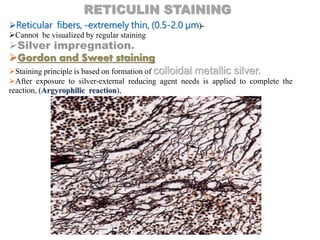 Reticular fibers, -extremely thin, (0.5-2.0 µm)-
Cannot be visualized by regular staining
Silver impregnation.
Gordon and Sweet staining
Staining principle is based on formation of colloidal metallic silver.
After exposure to silver-external reducing agent needs is applied to complete the
reaction, (Argyrophilic reaction),
RETICULIN STAINING
 