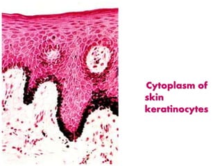 Cytoplasm of
skin
keratinocytes
 