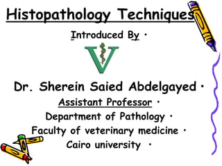 Histopathology Techniques
•
Introduced By
•
Dr. Sherein Saied Abdelgayed
•
Assistant Professor
•
Department of Pathology
•
Faculty of veterinary medicine
•
Cairo university
 