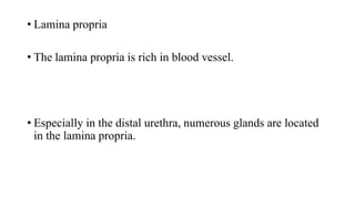 histopathology of bladder and urethra.pdf