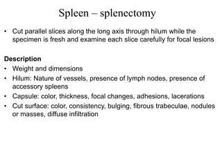• Cut parallel slices along the long axis through hilum while the
specimen is fresh and examine each slice carefully for focal lesions
Description
• Weight and dimensions
• Hilum: Nature of vessels, presence of lymph nodes, presence of
accessory spleens
• Capsule: color, thickness, focal changes, adhesions, lacerations
• Cut surface: color, consistency, bulging, fibrous trabeculae, nodules
or masses, diffuse infiltration
Spleen – splenectomy
 