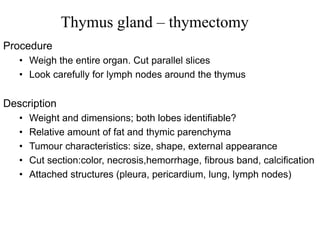 Thymus gland – thymectomy
Procedure
• Weigh the entire organ. Cut parallel slices
• Look carefully for lymph nodes around the thymus
Description
• Weight and dimensions; both lobes identifiable?
• Relative amount of fat and thymic parenchyma
• Tumour characteristics: size, shape, external appearance
• Cut section:color, necrosis,hemorrhage, fibrous band, calcification
• Attached structures (pleura, pericardium, lung, lymph nodes)
 