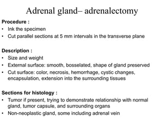 Adrenal gland– adrenalectomy
Procedure :
• Ink the specimen
• Cut parallel sections at 5 mm intervals in the transverse plane
Description :
• Size and weight
• External surface: smooth, bosselated, shape of gland preserved
• Cut surface: color, necrosis, hemorrhage, cystic changes,
encapsulation, extension into the surrounding tissues
Sections for histology :
• Tumor if present, trying to demonstrate relationship with normal
gland, tumor capsule, and surrounding organs
• Non-neoplastic gland, some including adrenal vein
 