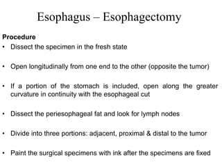 Esophagus – Esophagectomy
Procedure
• Dissect the specimen in the fresh state
• Open longitudinally from one end to the other (opposite the tumor)
• If a portion of the stomach is included, open along the greater
curvature in continuity with the esophageal cut
• Dissect the periesophageal fat and look for lymph nodes
• Divide into three portions: adjacent, proximal & distal to the tumor
• Paint the surgical specimens with ink after the specimens are fixed
 