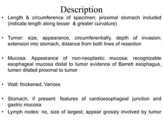Description
• Length & circumference of specimen; proximal stomach included
(indicate length along lesser & greater curvature)
• Tumor: size, appearance, circumferentially, depth of invasion;
extension into stomach, distance from both lines of resection
• Mucosa: Appearance of non-neoplastic mucosa; recognizable
esophageal mucosa distal to tumor evidence of Barrett esophagus,
lumen dilated proximal to tumor
• Wall: thickened, Varices
• Stomach, if present: features of cardioesophageal junction and
gastric mucosa
• Lymph nodes: no, size of largest; appear grossly involved by tumor
 