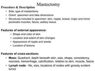 Procedure & Description
• Side, type of mastectomy
• Orient specimen and take dimensions
• Structures included in specimen: skin, nipple, breast, major and minor
pectoralis muscles, fascia, axillary tissue
Features of external appearance:
• Shape and color of skin
• Location and extent of skin changes
• Appearance of nipple and areola
• Location of lesions
Features of cross-sections:
• Mass: Quadrant, depth beneath skin, size, shape, consistency,
necrosis, hemorrhage, calcification, relation to skin, muscle, fascia
• Lymph node - No, size, locations of nodes with grossly evident
tumor
Mastectomy
 