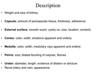 Description
• Weight and size of kidney
• Capsule: amount of pericapsular tissue, thickness, adherence
• External surface: smooth scars; cysts( no, size, location, content)
• Cortex: color, width; striations apparent and orderly
• Medulla: color, width; medullary rays apparent and orderly
• Pelvis: size; dilated blunting of calyces, Stones
• Ureter: diameter, length, evidence of dilation or stricture
• Renal artery and vein; appearance
 