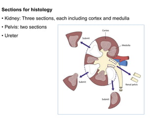 Sections for histology
• Kidney: Three sections, each including cortex and medulla
• Pelvis: two sections
• Ureter
 
