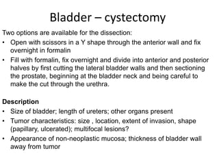 Bladder – cystectomy
Two options are available for the dissection:
• Open with scissors in a Y shape through the anterior wall and fix
overnight in formalin
• Fill with formalin, fix overnight and divide into anterior and posterior
halves by first cutting the lateral bladder walls and then sectioning
the prostate, beginning at the bladder neck and being careful to
make the cut through the urethra.
Description
• Size of bladder; length of ureters; other organs present
• Tumor characteristics: size , location, extent of invasion, shape
(papillary, ulcerated); multifocal lesions?
• Appearance of non-neoplastic mucosa; thickness of bladder wall
away from tumor
 