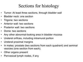 • Tumor: At least three sections, through bladder wall
• Bladder neck: one section
• Trigone: two sections
• Anterior wall: two sections
• Posterior wall: two sections
• Dome: two sections
• Any other abnormal-looking area in bladder mucosa
• Ureteral orifices, including intramural portion
• Ureteral proximal margins
• In males: prostate (two sections from each quadrant) and seminal
vesicles (one section from each).
• Other organs present
• Perivesical lymph nodes, if any
Sections for histology
 