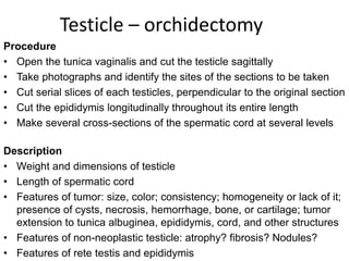 Testicle – orchidectomy
Procedure
• Open the tunica vaginalis and cut the testicle sagittally
• Take photographs and identify the sites of the sections to be taken
• Cut serial slices of each testicles, perpendicular to the original section
• Cut the epididymis longitudinally throughout its entire length
• Make several cross-sections of the spermatic cord at several levels
Description
• Weight and dimensions of testicle
• Length of spermatic cord
• Features of tumor: size, color; consistency; homogeneity or lack of it;
presence of cysts, necrosis, hemorrhage, bone, or cartilage; tumor
extension to tunica albuginea, epididymis, cord, and other structures
• Features of non-neoplastic testicle: atrophy? fibrosis? Nodules?
• Features of rete testis and epididymis
 