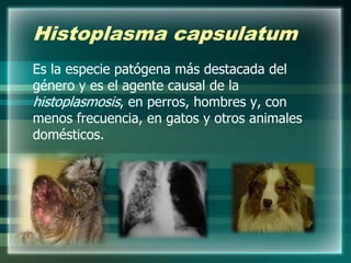 Histoplasma capsulatum
Es la especie patógena más destacada del
género y es el agente causal de la
histoplasmosis, en perros, hombres y, con
menos frecuencia, en gatos y otros animales
domésticos.
 