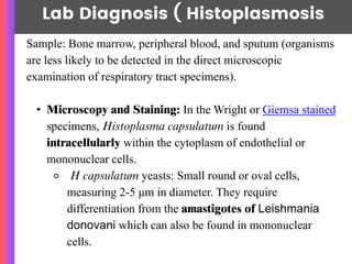 Lab Diagnosis ( Histoplasmosis
Sample: Bone marrow, peripheral blood, and sputum (organisms
are less likely to be detected in the direct microscopic
examination of respiratory tract specimens).
• Microscopy and Staining: In the Wright or Giemsa stained
specimens, Histoplasma capsulatum is found
intracellularly within the cytoplasm of endothelial or
mononuclear cells.
⚬ H capsulatum yeasts: Small round or oval cells,
measuring 2-5 μm in diameter. They require
differentiation from the amastigotes of Leishmania
donovani which can also be found in mononuclear
cells.
 