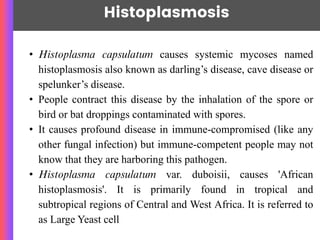 Histoplasmosis
~Nawang Sherpa
• Histoplasma capsulatum causes systemic mycoses named
histoplasmosis also known as darling’s disease, cave disease or
spelunker’s disease.
• People contract this disease by the inhalation of the spore or
bird or bat droppings contaminated with spores.
• It causes profound disease in immune-compromised (like any
other fungal infection) but immune-competent people may not
know that they are harboring this pathogen.
• Histoplasma capsulatum var. duboisii, causes 'African
histoplasmosis'. It is primarily found in tropical and
subtropical regions of Central and West Africa. It is referred to
as Large Yeast cell
 