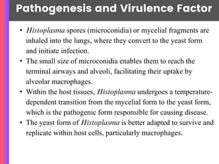 Pathogenesis and Virulence Factor
• Histoplasma spores (microconidia) or mycelial fragments are
inhaled into the lungs, where they convert to the yeast form
and initiate infection.
• The small size of microconidia enables them to reach the
terminal airways and alveoli, facilitating their uptake by
alveolar macrophages.
• Within the host tissues, Histoplasma undergoes a temperature-
dependent transition from the mycelial form to the yeast form,
which is the pathogenic form responsible for causing disease.
• The yeast form of Histoplasma is better adapted to survive and
replicate within host cells, particularly macrophages.
 