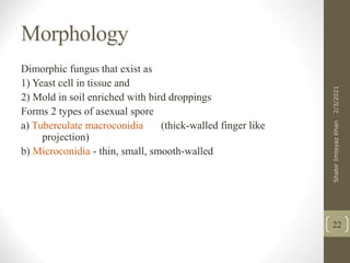 Morphology
Dimorphic fungus that exist as
1) Yeast cell in tissue and
2) Mold in soil enriched with bird droppings
Forms 2 types of asexual spore
a) Tuberculate macroconidia (thick-walled finger like
projection)
b) Microconidia - thin, small, smooth-walled
22
2/3/2021
Shabir
Imteyaz
Khan
 