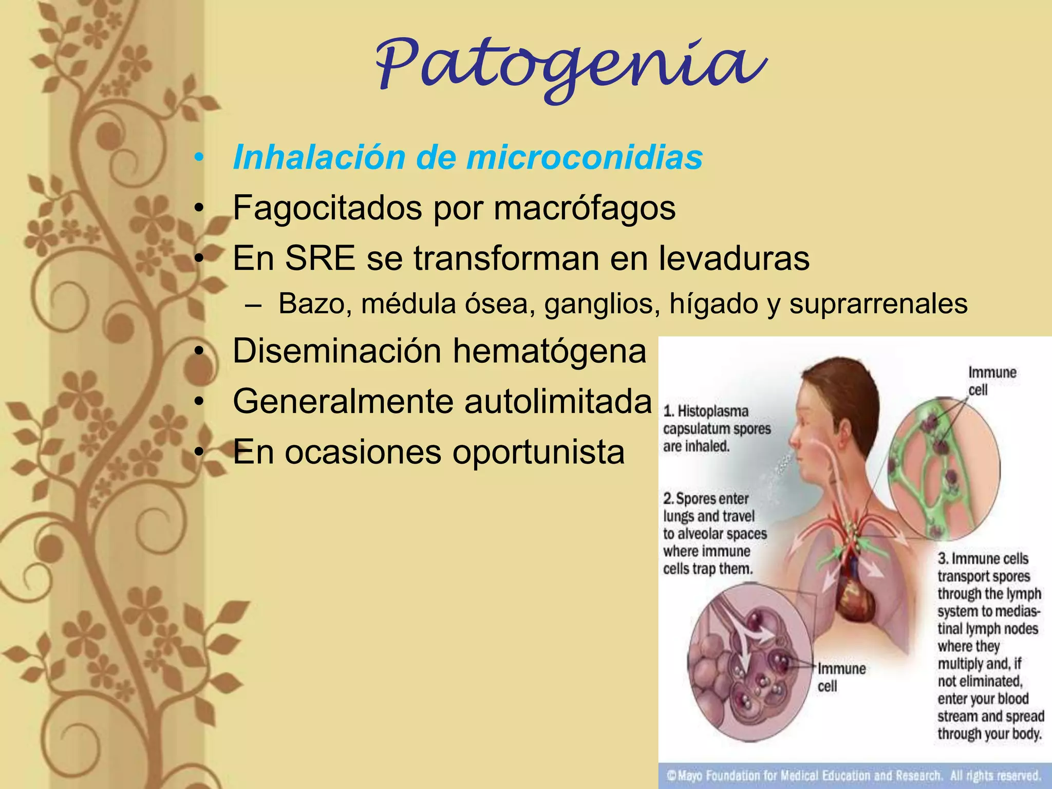 Patogenia
• Inhalación de microconidias
• Fagocitados por macrófagos
• En SRE se transforman en levaduras
– Bazo, médula ósea, ganglios, hígado y suprarrenales

• Diseminación hematógena
• Generalmente autolimitada
• En ocasiones oportunista

 