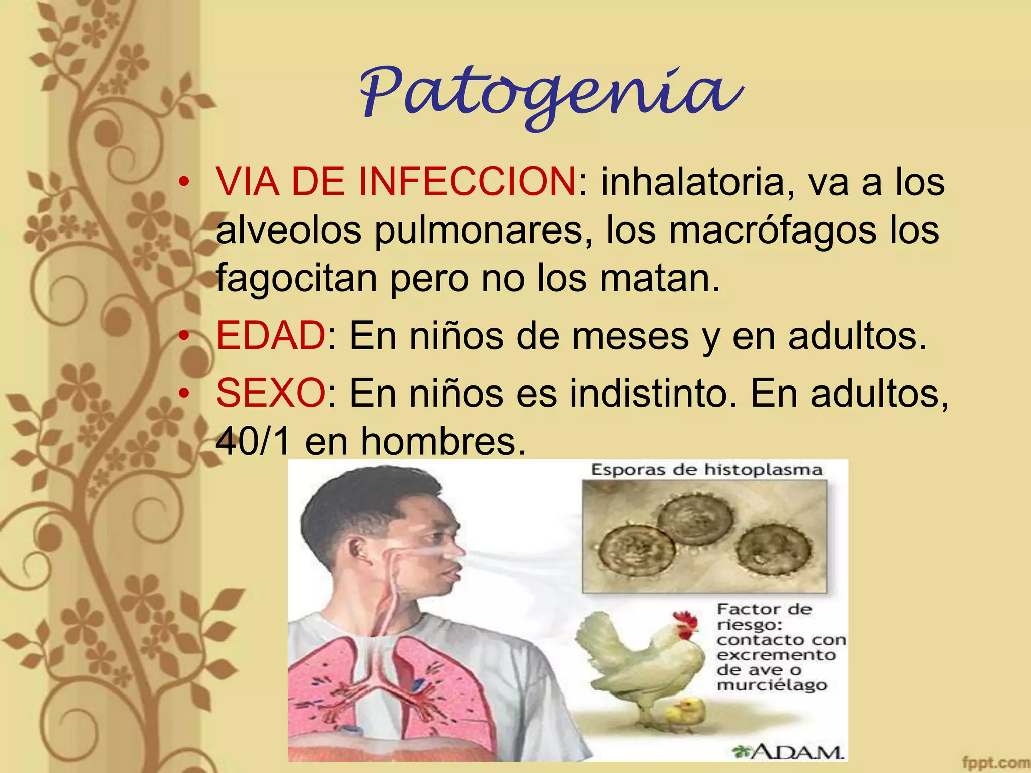 Patogenia
• VIA DE INFECCION: inhalatoria, va a los
alveolos pulmonares, los macrófagos los
fagocitan pero no los matan.
• EDAD: En niños de meses y en adultos.
• SEXO: En niños es indistinto. En adultos,
40/1 en hombres.

 
