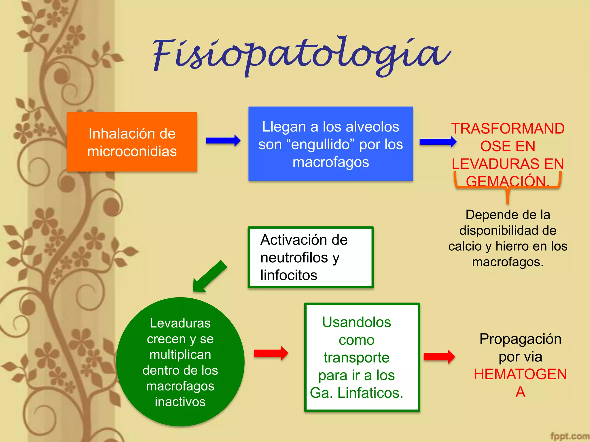 Fisiopatología
Inhalación de
microconidias

Llegan a los alveolos
son “engullido” por los
macrofagos

Activación de
neutrofilos y
linfocitos
Levaduras
crecen y se
multiplican
dentro de los
macrofagos
inactivos

Usandolos
como
transporte
para ir a los
Ga. Linfaticos.

TRASFORMAND
OSE EN
LEVADURAS EN
GEMACIÓN.
Depende de la
disponibilidad de
calcio y hierro en los
macrofagos.

Propagación
por via
HEMATOGEN
A

 
