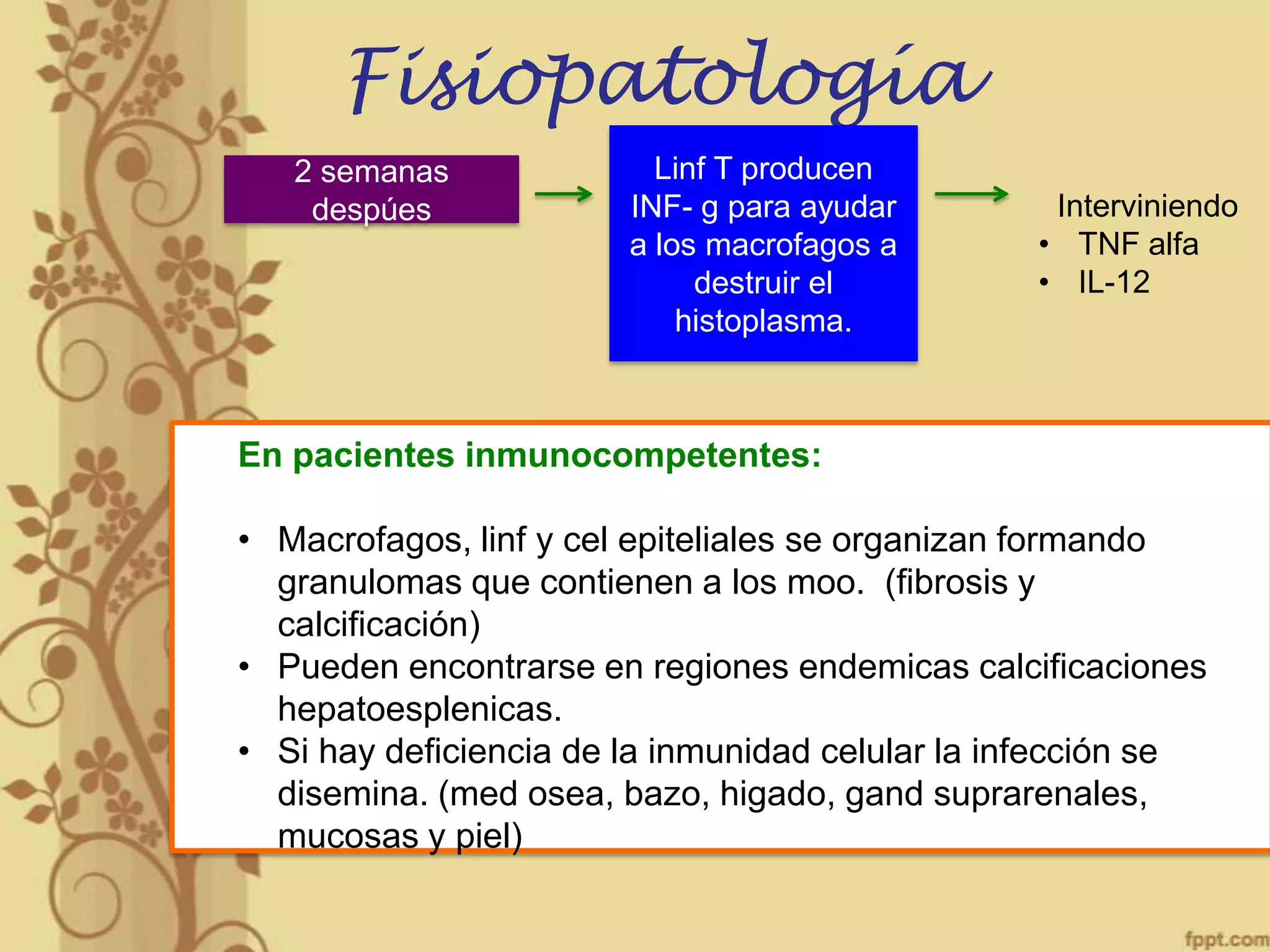 Fisiopatología
2 semanas
despúes

Linf T producen
INF- g para ayudar
a los macrofagos a
destruir el
histoplasma.

Interviniendo
• TNF alfa
• IL-12

En pacientes inmunocompetentes:
• Macrofagos, linf y cel epiteliales se organizan formando
granulomas que contienen a los moo. (fibrosis y
calcificación)
• Pueden encontrarse en regiones endemicas calcificaciones
hepatoesplenicas.
• Si hay deficiencia de la inmunidad celular la infección se
disemina. (med osea, bazo, higado, gand suprarenales,
mucosas y piel)

 