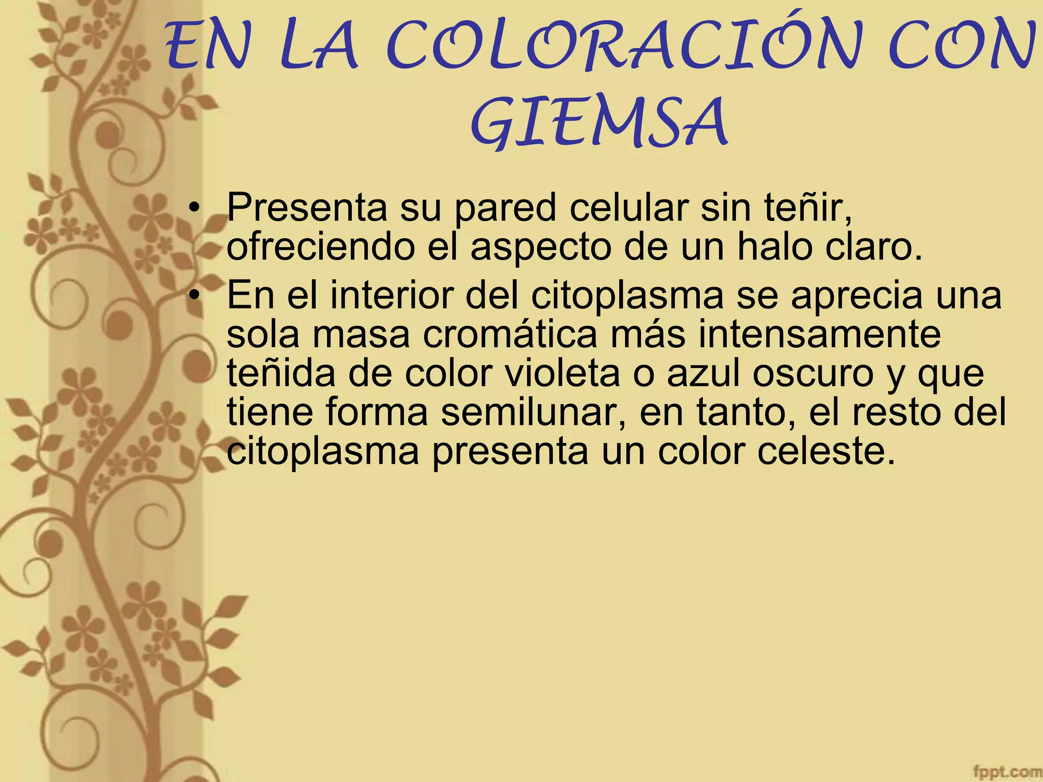 EN LA COLORACIÓN CON
GIEMSA
• Presenta su pared celular sin teñir,
ofreciendo el aspecto de un halo claro.
• En el interior del citoplasma se aprecia una
sola masa cromática más intensamente
teñida de color violeta o azul oscuro y que
tiene forma semilunar, en tanto, el resto del
citoplasma presenta un color celeste.

 
