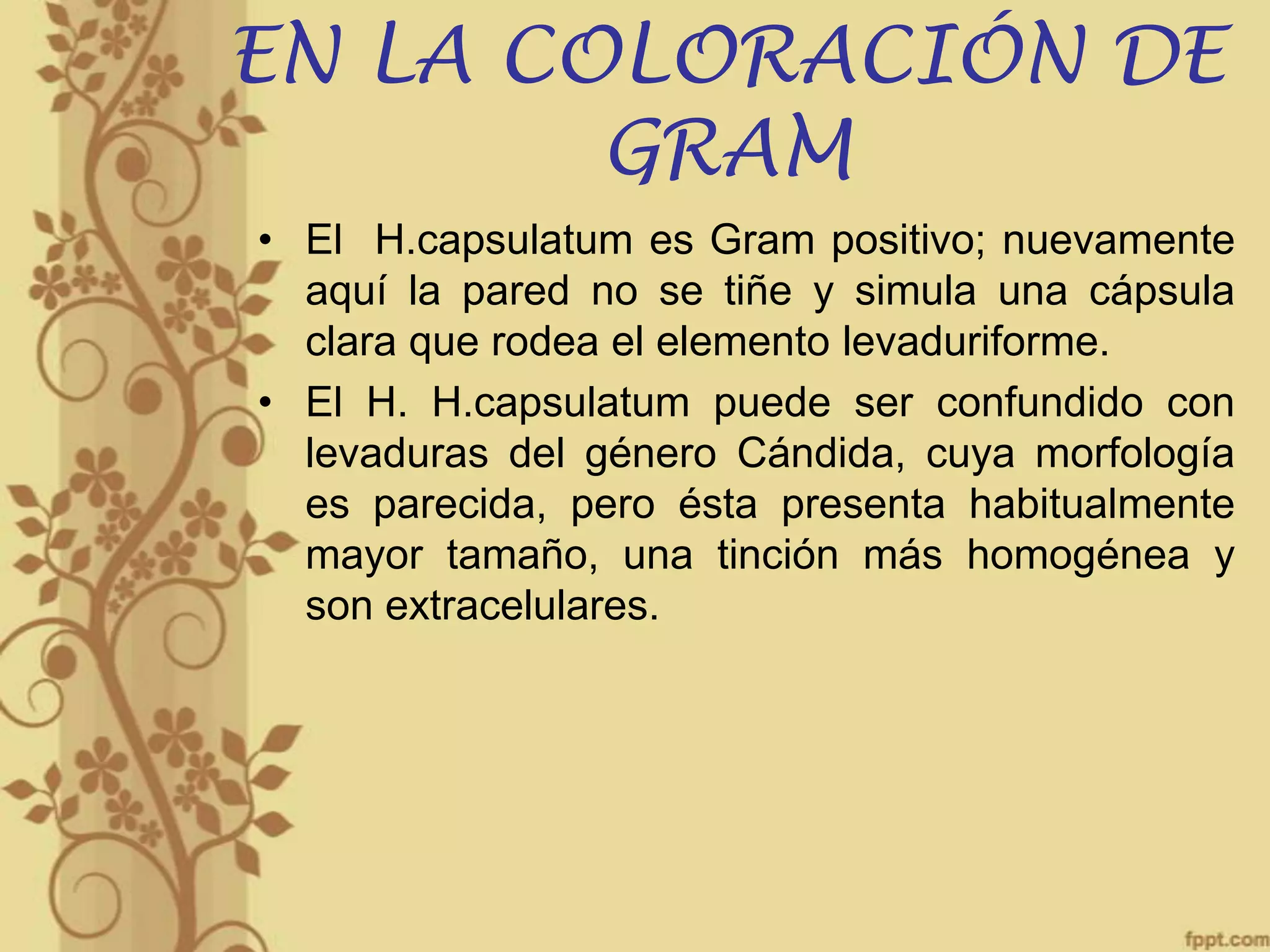 EN LA COLORACIÓN DE
GRAM
• El H.capsulatum es Gram positivo; nuevamente
aquí la pared no se tiñe y simula una cápsula
clara que rodea el elemento levaduriforme.
• El H. H.capsulatum puede ser confundido con
levaduras del género Cándida, cuya morfología
es parecida, pero ésta presenta habitualmente
mayor tamaño, una tinción más homogénea y
son extracelulares.

 