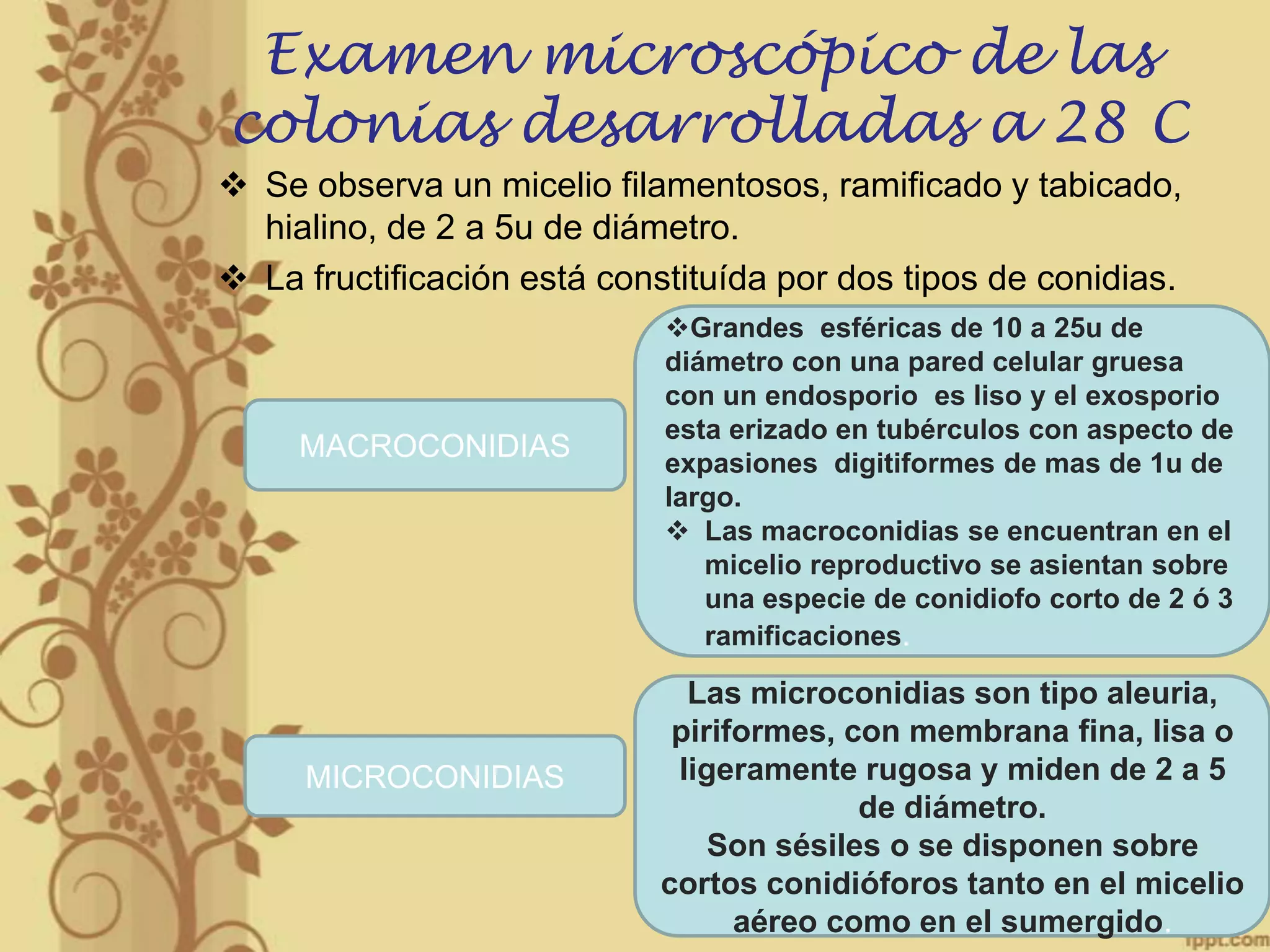 Examen microscópico de las
colonias desarrolladas a 28 C
 Se observa un micelio filamentosos, ramificado y tabicado,
hialino, de 2 a 5u de diámetro.
 La fructificación está constituída por dos tipos de conidias.

MACROCONIDIAS

MICROCONIDIAS

Grandes esféricas de 10 a 25u de
diámetro con una pared celular gruesa
con un endosporio es liso y el exosporio
esta erizado en tubérculos con aspecto de
expasiones digitiformes de mas de 1u de
largo.
 Las macroconidias se encuentran en el
micelio reproductivo se asientan sobre
una especie de conidiofo corto de 2 ó 3
ramificaciones.

Las microconidias son tipo aleuria,
piriformes, con membrana fina, lisa o
ligeramente rugosa y miden de 2 a 5
de diámetro.
Son sésiles o se disponen sobre
cortos conidióforos tanto en el micelio
aéreo como en el sumergido.

 