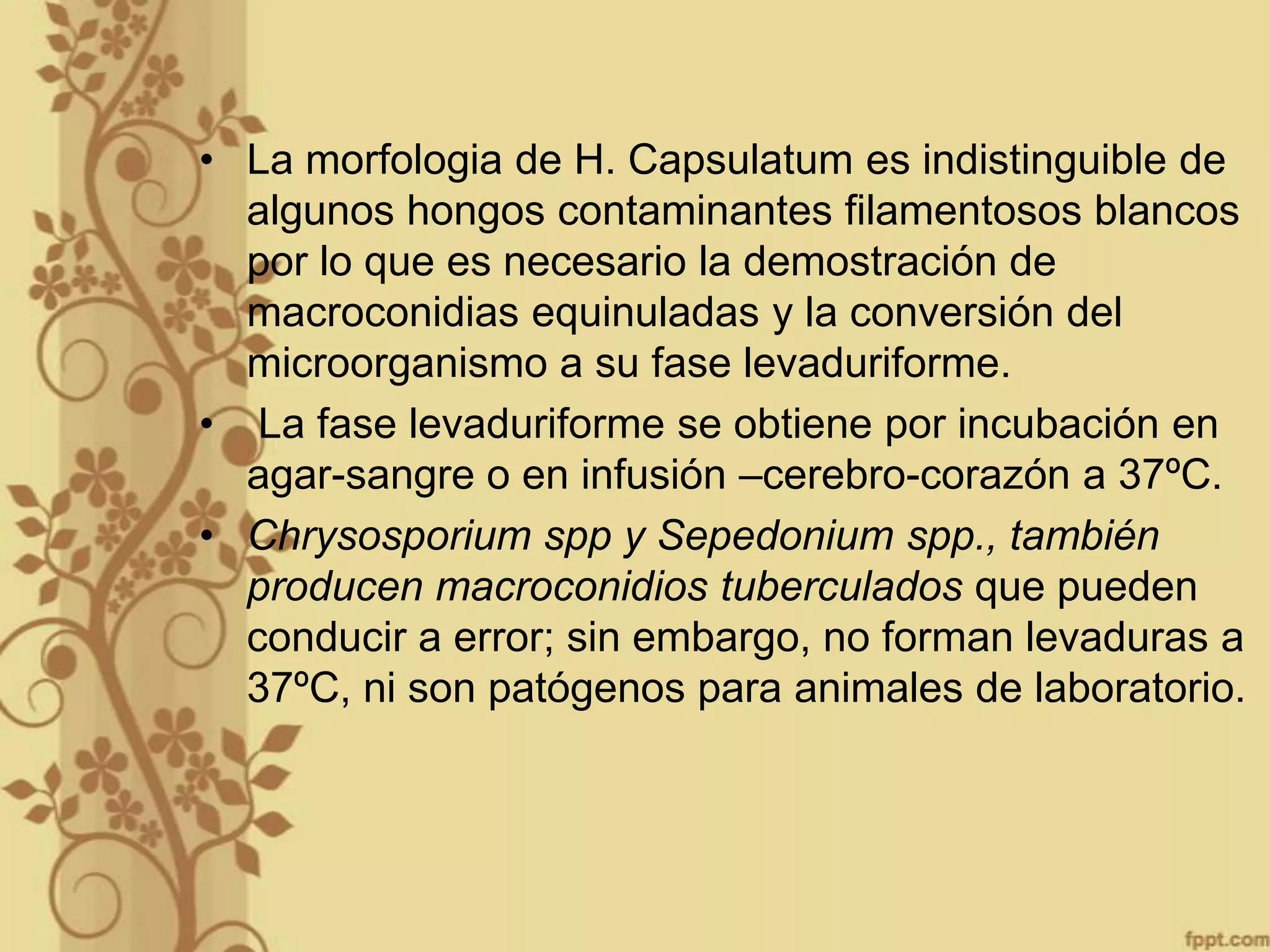 • La morfologia de H. Capsulatum es indistinguible de
algunos hongos contaminantes filamentosos blancos
por lo que es necesario la demostración de
macroconidias equinuladas y la conversión del
microorganismo a su fase levaduriforme.
• La fase levaduriforme se obtiene por incubación en
agar-sangre o en infusión –cerebro-corazón a 37ºC.
• Chrysosporium spp y Sepedonium spp., también
producen macroconidios tuberculados que pueden
conducir a error; sin embargo, no forman levaduras a
37ºC, ni son patógenos para animales de laboratorio.

 