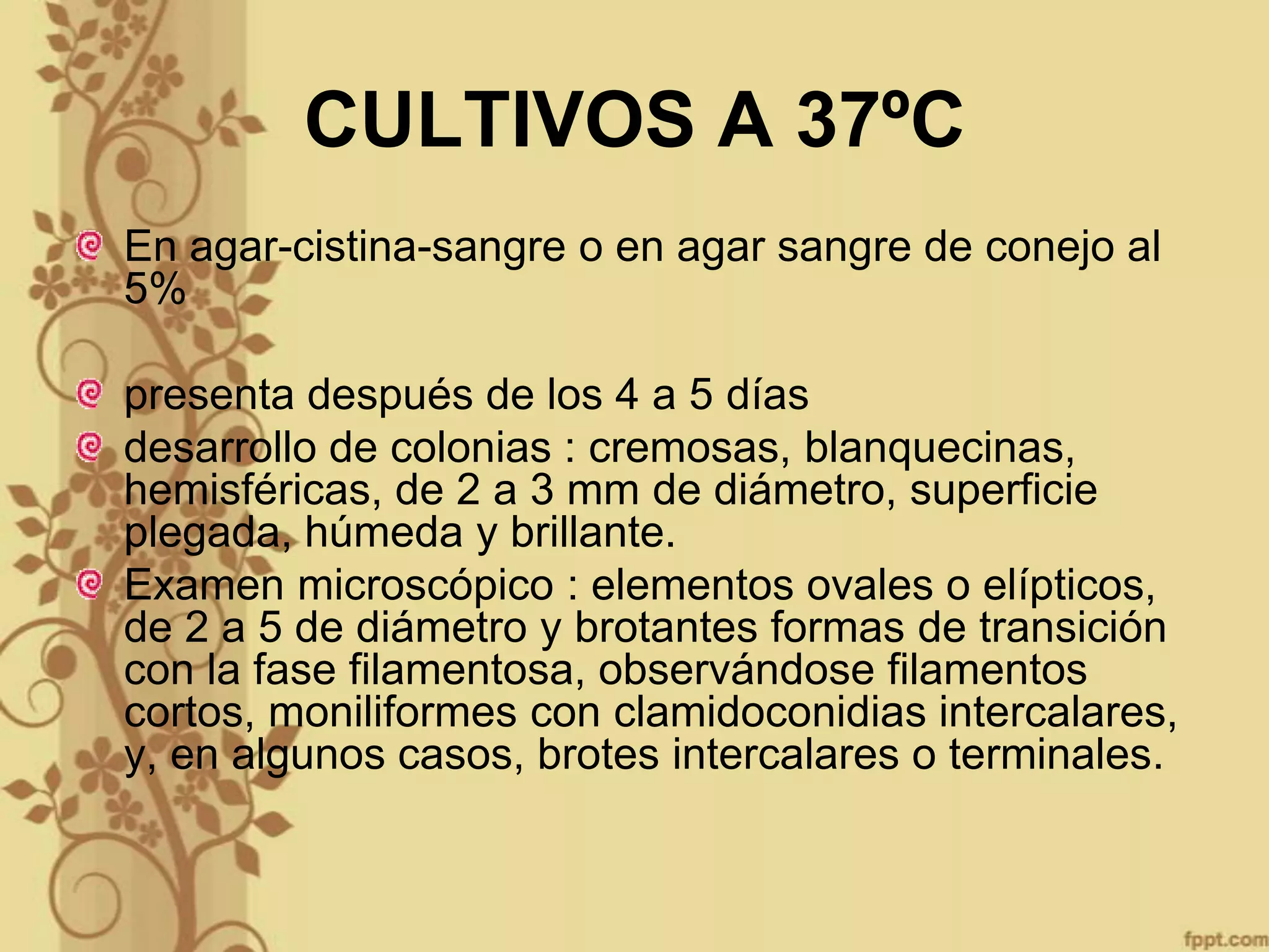 CULTIVOS A 37ºC
En agar-cistina-sangre o en agar sangre de conejo al
5%
presenta después de los 4 a 5 días
desarrollo de colonias : cremosas, blanquecinas,
hemisféricas, de 2 a 3 mm de diámetro, superficie
plegada, húmeda y brillante.
Examen microscópico : elementos ovales o elípticos,
de 2 a 5 de diámetro y brotantes formas de transición
con la fase filamentosa, observándose filamentos
cortos, moniliformes con clamidoconidias intercalares,
y, en algunos casos, brotes intercalares o terminales.

 