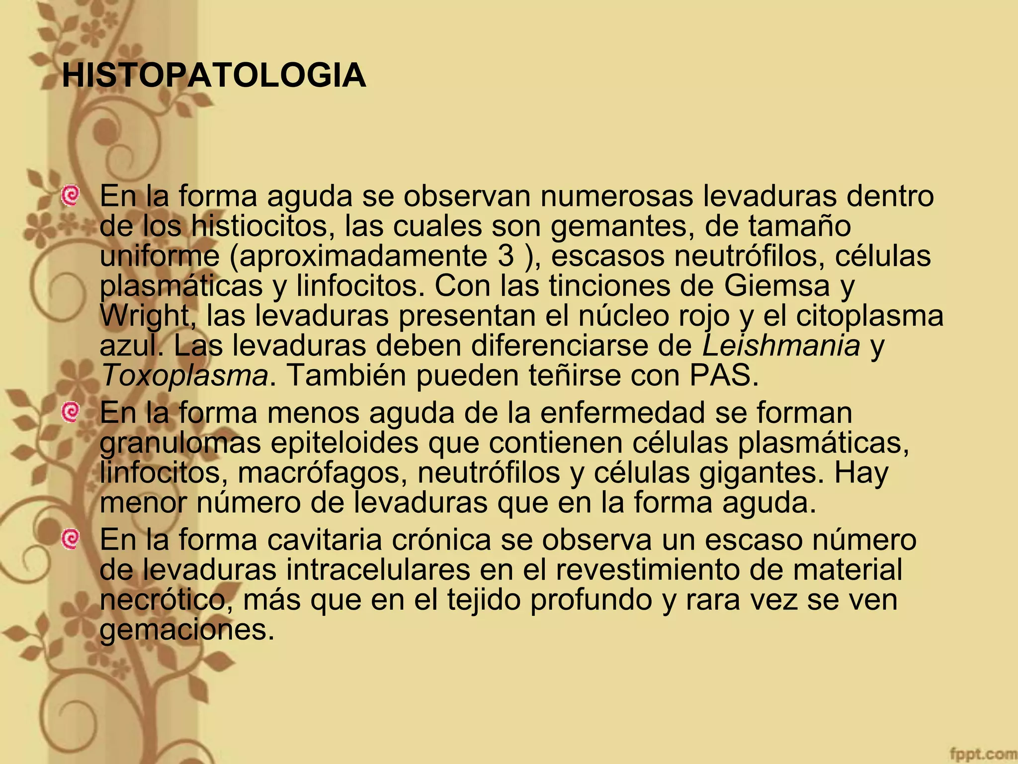 HISTOPATOLOGIA

En la forma aguda se observan numerosas levaduras dentro
de los histiocitos, las cuales son gemantes, de tamaño
uniforme (aproximadamente 3 ), escasos neutrófilos, células
plasmáticas y linfocitos. Con las tinciones de Giemsa y
Wright, las levaduras presentan el núcleo rojo y el citoplasma
azul. Las levaduras deben diferenciarse de Leishmania y
Toxoplasma. También pueden teñirse con PAS.
En la forma menos aguda de la enfermedad se forman
granulomas epiteloides que contienen células plasmáticas,
linfocitos, macrófagos, neutrófilos y células gigantes. Hay
menor número de levaduras que en la forma aguda.
En la forma cavitaria crónica se observa un escaso número
de levaduras intracelulares en el revestimiento de material
necrótico, más que en el tejido profundo y rara vez se ven
gemaciones.

 