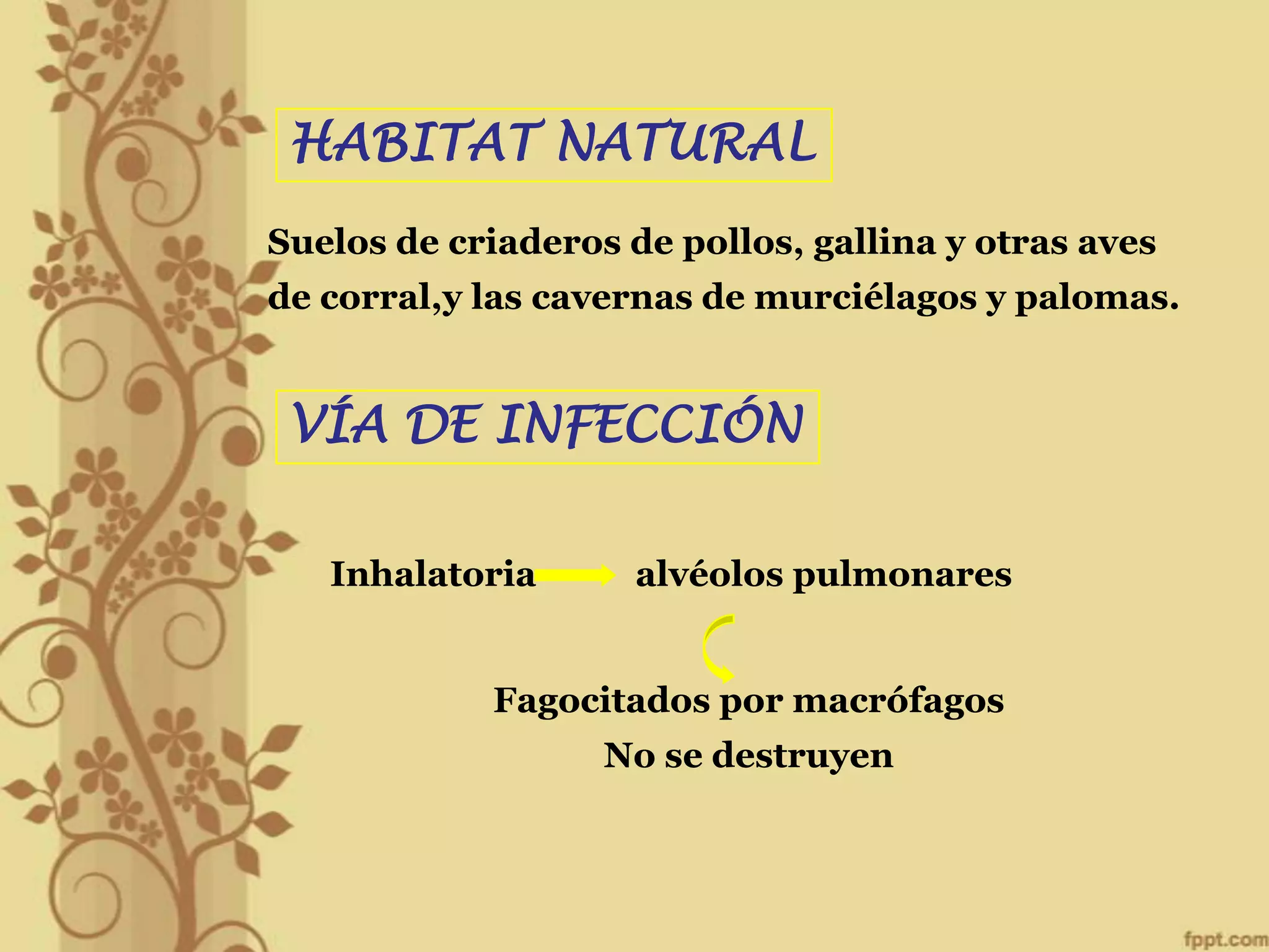 HABITAT NATURAL
Suelos de criaderos de pollos, gallina y otras aves
de corral,y las cavernas de murciélagos y palomas.

VÍA DE INFECCIÓN
Inhalatoria

alvéolos pulmonares

Fagocitados por macrófagos
No se destruyen

 
