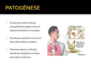    O solo é seu habitat natural,
    principalmente aqueles ricos em
    dejetos de pássaros e morcegos.


   Na natureza apresenta-se em sua
    forma filamentosa: conídeos.


   O homem adquire a infecção
    através da inalação de conídeos
    presentes na natureza.
 