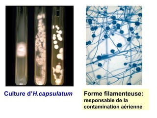 Culture d’H.capsulatum   Forme filamenteuse:
                         responsable de la
                         contamination aérienne
 