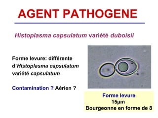 AGENT PATHOGENE
Histoplasma capsulatum variété duboisii


Forme levure: différente
d’Histoplasma capsulatum
variété capsulatum

Contamination ? Aérien ?
                                Forme levure
                                   15µm
                           Bourgeonne en forme de 8
 