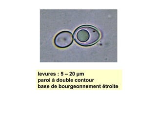 levures : 5 – 20 µm
paroi à double contour
base de bourgeonnement étroite
 