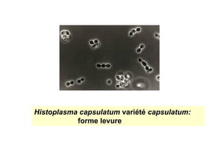 Histoplasma capsulatum variété capsulatum:
           forme levure
 