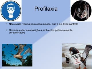 Profilaxia
 Não existe vacina para essa micose, que é de difícil controle
 Deve-se evitar a exposição a ambientes potencialmente
contaminados
 