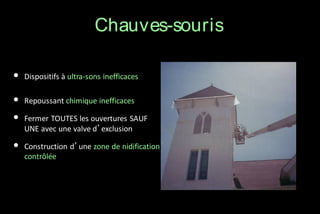 Chauves-souris
•

Dispositifs à ultra-sons inefficaces

•
•

Repoussant chimique inefficaces

•

Construction d’une zone de nidification
contrôlée

Fermer TOUTES les ouvertures SAUF
UNE avec une valve d’exclusion

 