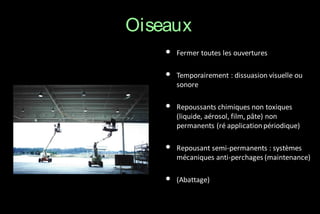 Oiseaux
•

Fermer toutes les ouvertures

•

Temporairement : dissuasion visuelle ou
sonore

•

Repoussants chimiques non toxiques
(liquide, aérosol, film, pâte) non
permanents (ré application périodique)

•

Repousant semi-permanents : systèmes
mécaniques anti-perchages (maintenance)

•

(Abattage)

 