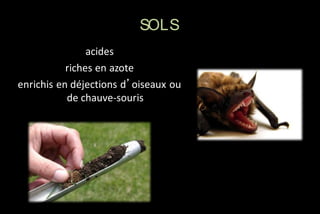 SOLS
acides
riches en azote
enrichis en déjections d’oiseaux ou
de chauve-souris

 