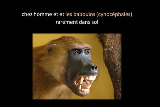 chez homme et et les babouins (cynocéphales)
rarement dans sol

 