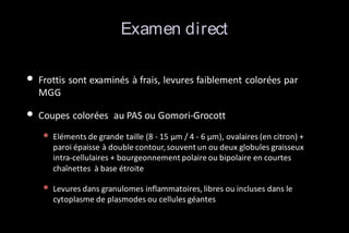 Examen direct
• Frottis sont examinés à frais, levures faiblement colorées par
MGG

• Coupes colorées

au PAS ou Gomori-Grocott

• Eléments de grande taille (8 - 15 μm / 4 - 6 μm), ovalaires (en citron) +
paroi épaisse à double contour, souvent un ou deux globules graisseux
intra-cellulaires + bourgeonnement polaire ou bipolaire en courtes
chaînettes à base étroite

• Levures dans granulomes inflammatoires, libres ou incluses dans le
cytoplasme de plasmodes ou cellules géantes

 