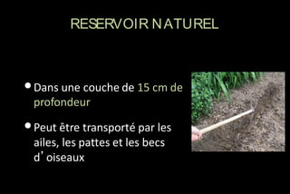 RESERVOIR N ATUREL

• Dans une couche de 15 cm de
profondeur

• Peut être transporté par les
ailes, les pattes et les becs
d’oiseaux

 