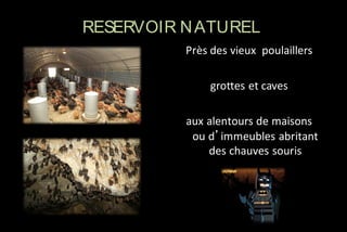 RESERVOIR N ATUREL
Près des vieux poulaillers
grottes et caves
aux alentours de maisons
ou d’immeubles abritant
des chauves souris

 