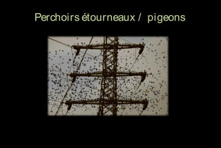 Perchoirs étourneaux / pigeons

 