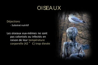 OISEA UX
Déjections
- Substrat nutritif

Les oiseaux eux-mêmes ne sont
pas colonisés ou infectés en
raison de leur température
corporelle (42 °C) trop élevée

 