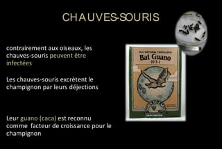 CH A UVES-SOURIS
contrairement aux oiseaux, les
chauves-souris peuvent être
infectées

Les chauves-souris excrètent le
champignon par leurs déjections

Leur guano (caca) est reconnu
comme facteur de croissance pour le
champignon

 