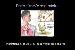 Porte d’entrée respiratoire

Inhalation de spores jusqu’aux alvéoles pulmonaires

 